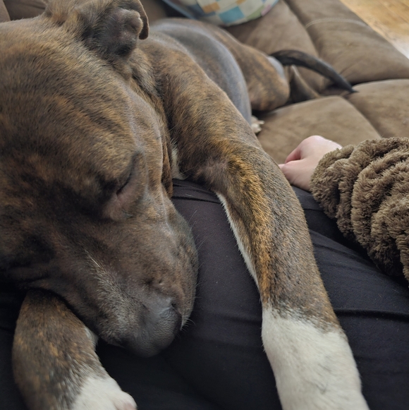 LIVE SHOW FLYER- Update🚨🚨 - Picture 15 of 17